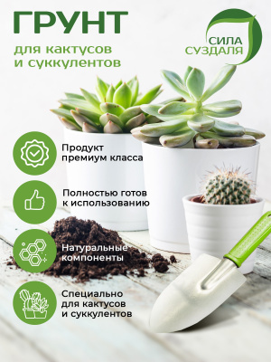 Кактусы преимущества